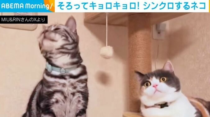りんちゃん＆みゅーちゃん