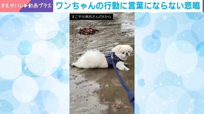 ペキニーズのすこやか麻呂くん（2歳）