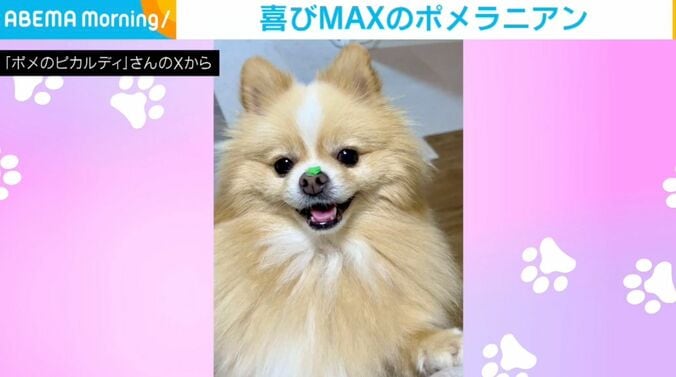 ポメラニアンのピカルディくん