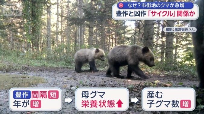 産む子グマ数が増える
