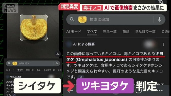 シイタケは毒キノコであるツキヨタケと判定