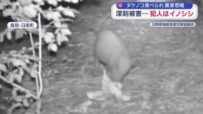 タケノコを食べているイノシシ