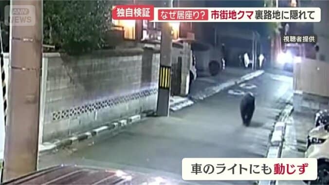 車のライトにも動じないクマ　仙台市
