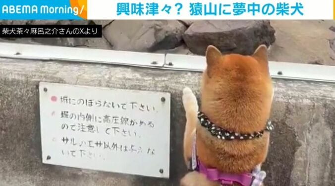 柴犬茶々麻呂之介さんのXより