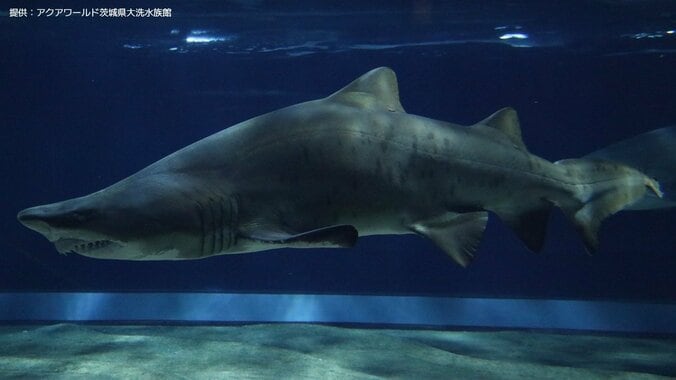 【サメの見分け方】アクアワールド茨城県大洗水族館にいるサメ｢シロワニ｣を見分けよう 11枚目