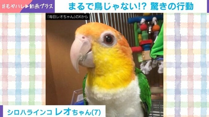 シロハラインコのレオちゃん