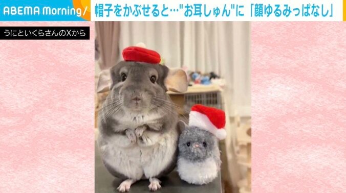 チンチラのいくらちゃん