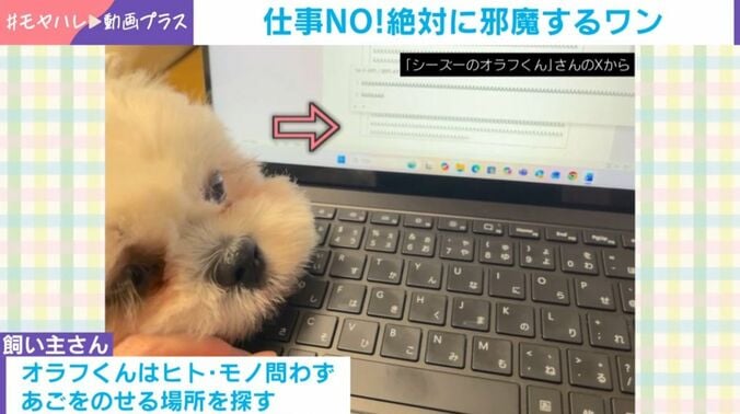 オラフくん