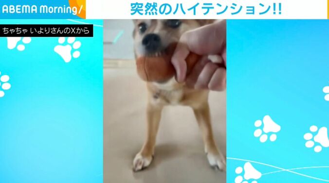 犬の「いより」ちゃん
