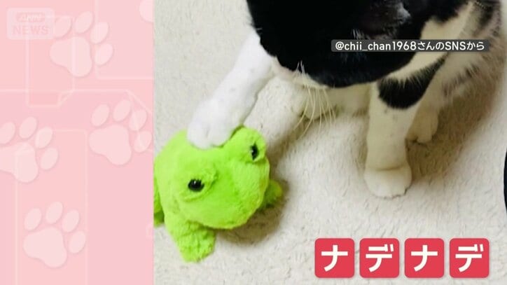 カエルをナデナデ