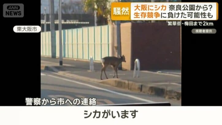 東大阪市で目撃されたシカ