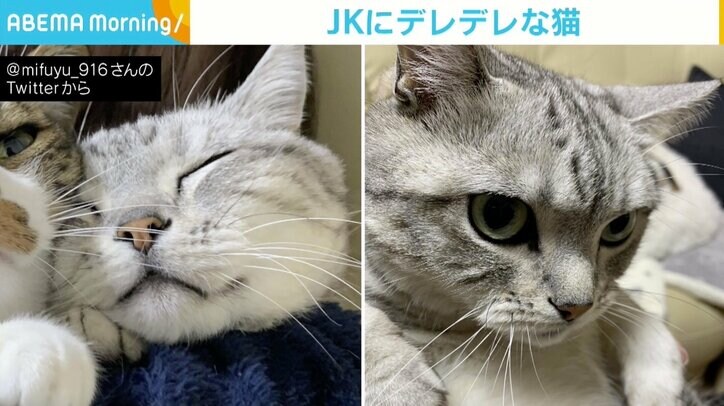 抱っこされた猫の表情が母娘で大違い 話を聞くと「娘が『絶対この子！』と譲らなかった」経緯が