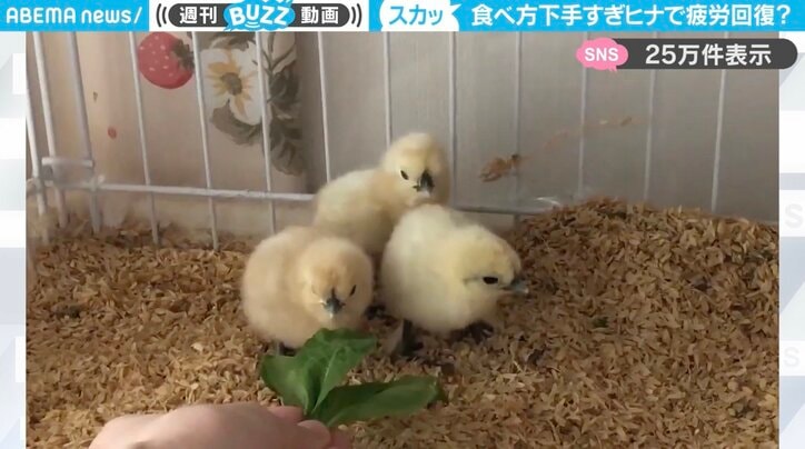 烏骨鶏のヒナたち