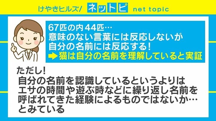 上智大の研究「飼い猫は自分の名前を聞き分ける」に「知ってた」の声 国内 Abema Times