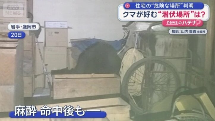 麻酔命中後もリンゴを食べ続けるクマ