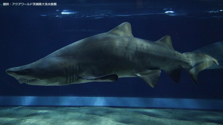 【サメの見分け方】アクアワールド茨城県大洗水族館にいるサメ｢シロワニ｣を見分けよう