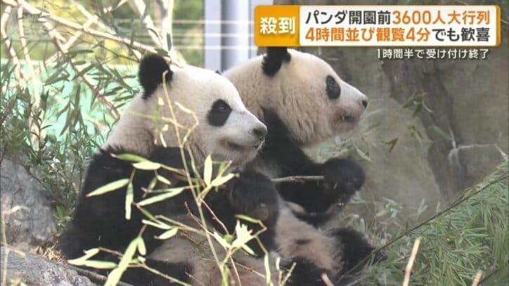上野動物園の双子パンダ