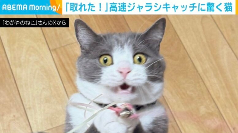 「取れた！」高速ジャラシを捕まえた瞬間の“猫の顔”に絶賛の声「やっとゲットしたにゃ！」「ホームランボールをキャッチした歓喜と熱狂を感じる」
