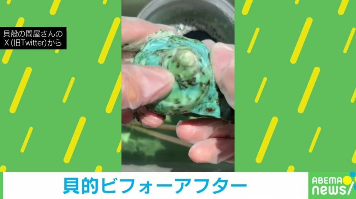夜光貝の“虹色のビフォアフター”に「めちゃめちゃキレイ」「やってみ