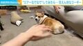 “エアーなでなで”してみたら… コーギーのまさかの反応に飼い主メロメロ