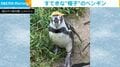 頭に帽子?“奇跡のジャストフィット”を披露するペンギンに反響「幼稚園児かな?」「笑わせにきてる」