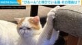 イスに爪が引っかかった猫 助けを待ちながらも“諦めモード”な表情に「やっちまった感がかわいい」「哀愁漂ってる顔w」とほっこり