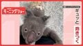 飼育員さんLOVE ギュッとして体をスリスリするコアラさん どうして抱きしめる?