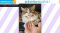 “お手”を特訓する猫があざとすぎる行動 まさかの結末に「惚れてまうやろー」「可愛すぎ」と悶絶の声