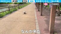 「えっ、何か来た」驚いた撮影者が連呼！ ナゾの小動物との遭遇を撮影した一部始終が話題 