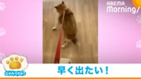 【映像】足を滑らせながらも前進する柴犬（可愛らしい表情も）