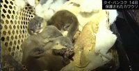 "一匹100万円"カワウソ人気を背景に密輸を試みる日本人も