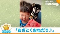 「にゃんですか」おねだり編