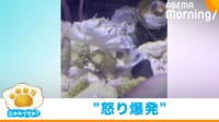 【映像】背中に乗られ“怒り爆発”したカニ