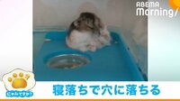 お腹いっぱいでウトウト...寝落ちしたハムスターの“衝撃的結末”