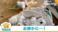 【映像】思わず“ビクッ”となるペキニーズ