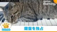 【映像】鍵盤を占領して飼い主を邪魔する猫