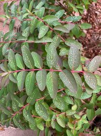 原田龍二の嫁『早速お手続きへ』
