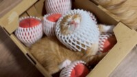 【映像】桃に紛れて眠る猫の様子