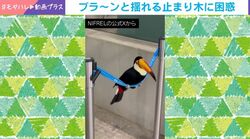 ベルト上でゆらゆら→あわや一回転! ブランコ遊びで失敗したオニオオハシ 着地後のリアクションにも「可愛いww」絶賛と爆笑の声
