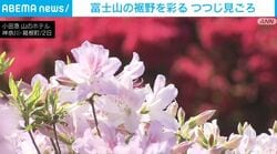 富士山の裾野を彩る つつじ見ごろ