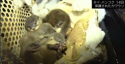 “一匹100万円”カワウソ人気を背景に密輸を試みる日本人も