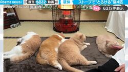 モフモフの渋滞…猫たちがストーブの前で完全にとろけてる映像がただただ癒されると話題に