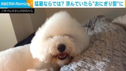穏やかに笑う「おにぎり」 涼を取るふわふわ犬の気持ちよさそうな表情に和み