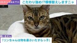 「よいしょ、よいしょ」猫が模様替え!? ラグを巻いたり移動させたり…「見守りカメラ」が捉えた“家具”を運ぶ姿が話題