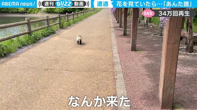 「えっ、何か来た」驚いた撮影者が連呼！ ナゾの小動物との遭遇を撮影した一部始終が話題 1枚目