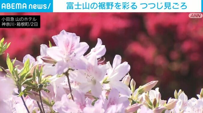 つつじ