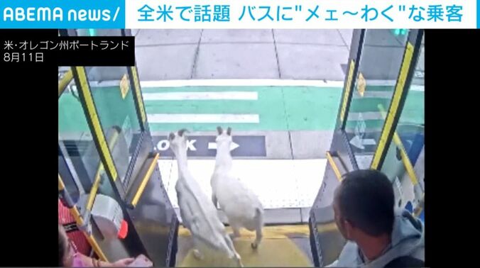バスに乗るヤギ