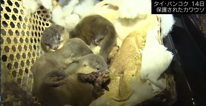 “一匹100万円”カワウソ人気を背景に密輸を試みる日本人も 1枚目