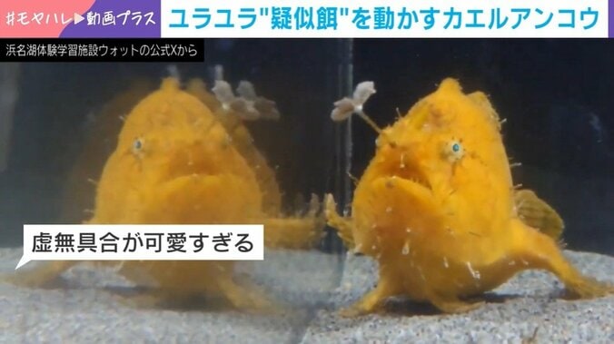 カエルアンコウ
