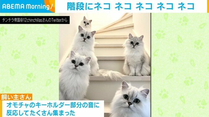階段で綺麗に並んだ5匹の猫 豪華な通り道に「ここが天国か」「ゴージャス！」の声 1枚目